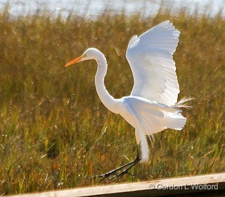 Egret Landing_32234.jpg - Great Egret (Ardea alba)Photographed along the Gulf coast near Port Lavaca, Texas, USA.